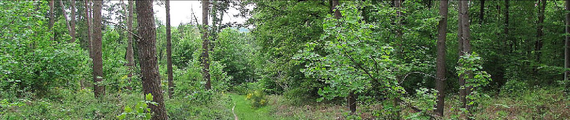 Tocht Stappen Choisy-au-Bac - en forêt de Laigue_14_05_2021_les Chemins du Plessis-Brion et de la Voie de l'Eau - Photo