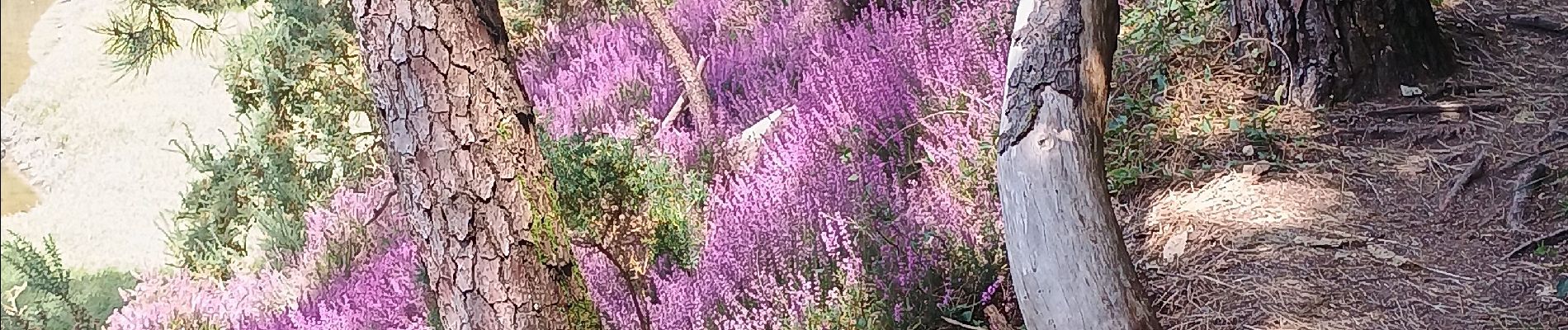 Tour Wandern Névez - Le Heant - Photo