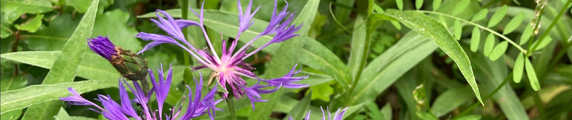 Tour Wandern Labastide-Marnhac - Cluzel au temps des bleuets  - Photo