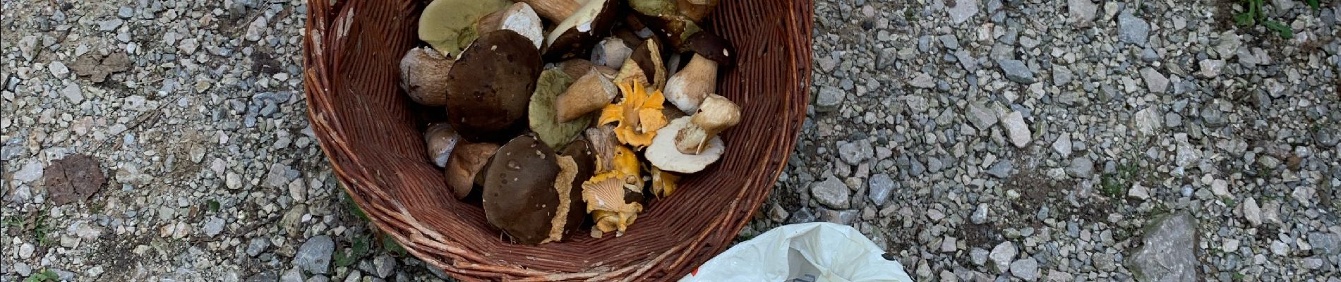 Tour Wandern Gabre - Champignons 26/08 - Photo