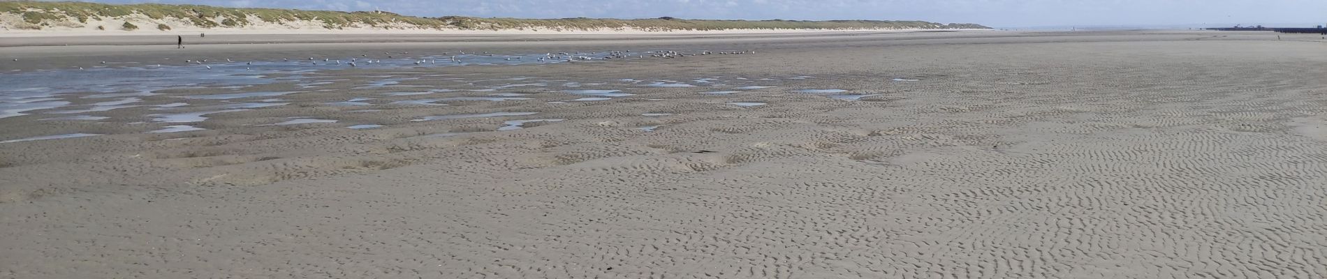 Randonnée Marche Quend - Picardie 2020 Quent plage  vers la baie de Somme et les bouchots - Photo