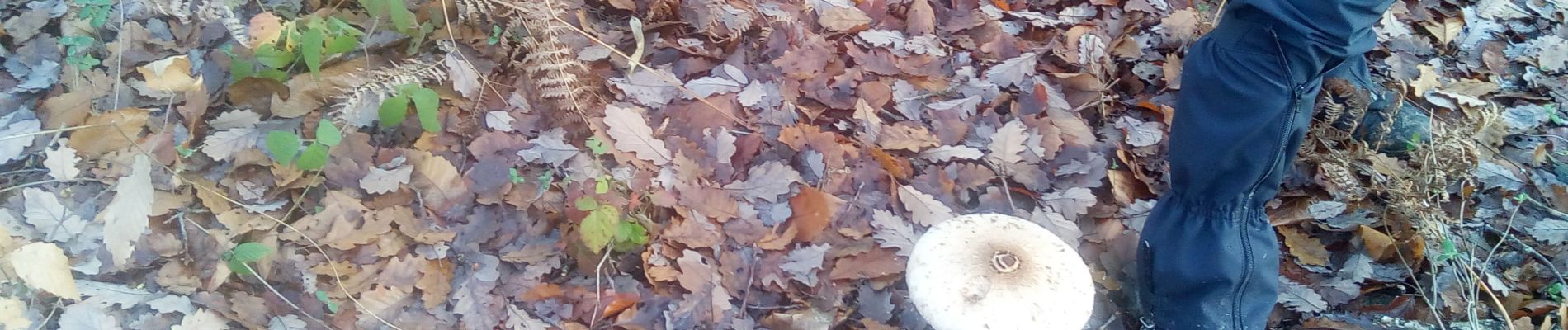 Randonnée Marche Plaisir - Forêt de Ste Appoline - Photo