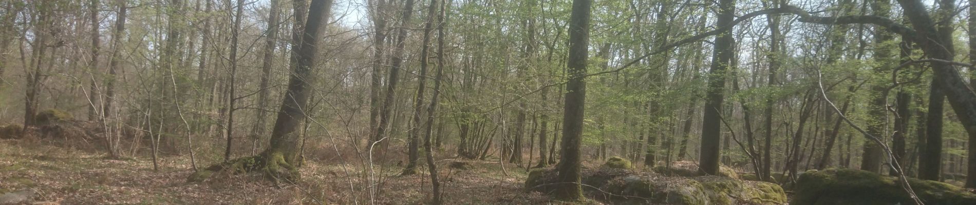 Trail Walking Fontainebleau - rocher Canon - mare à bauges  - Photo