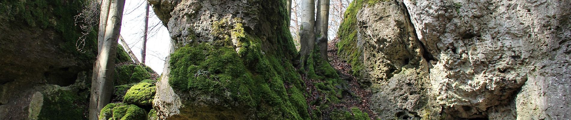 Tocht Te voet Neuhaus a.d.Pegnitz - Pendolino-Wanderung - Photo