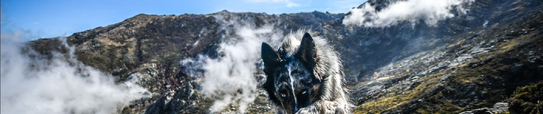 Tocht Stappen Zicavo - Mont INCUDINE - Photo