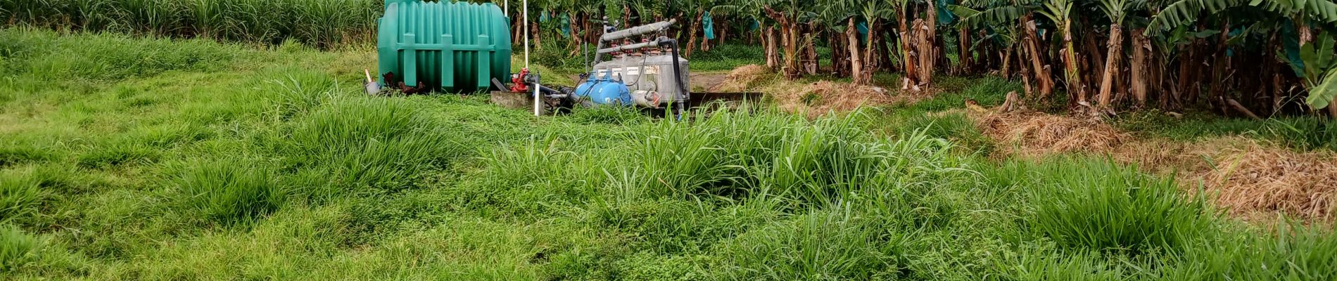 Tocht Stappen Basse-Pointe - Exploitations agricoles en boucle N°1 - Photo