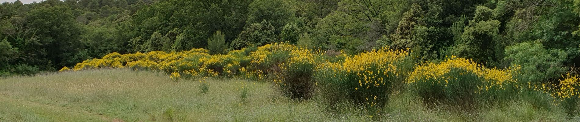 Tour Wandern Signes - Le latay - Photo