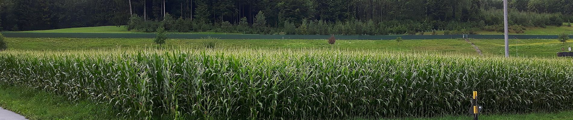 Randonnée A pied Affoltern am Albis - Zwillikon - Kapelle Jonental - Photo