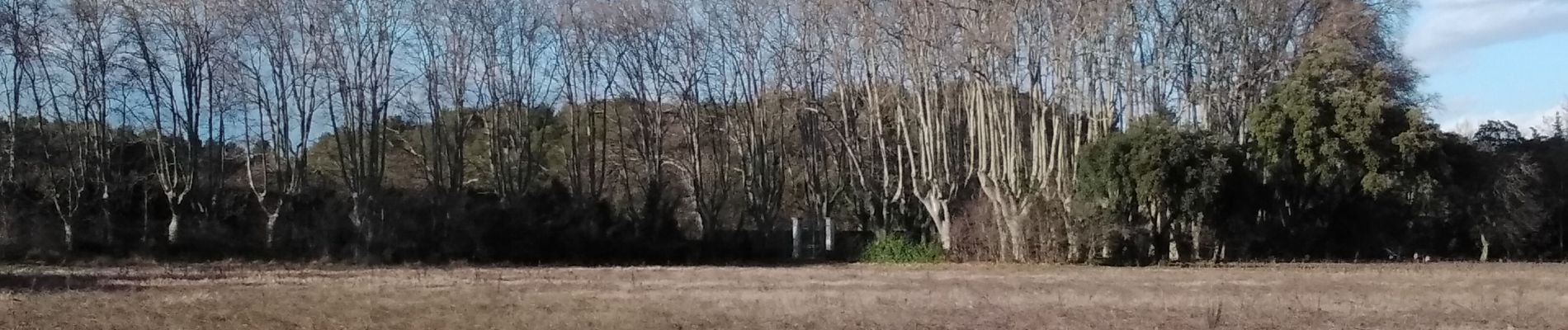 Randonnée Marche Sarrians - sarrians 84 les garrigues sud  - Photo