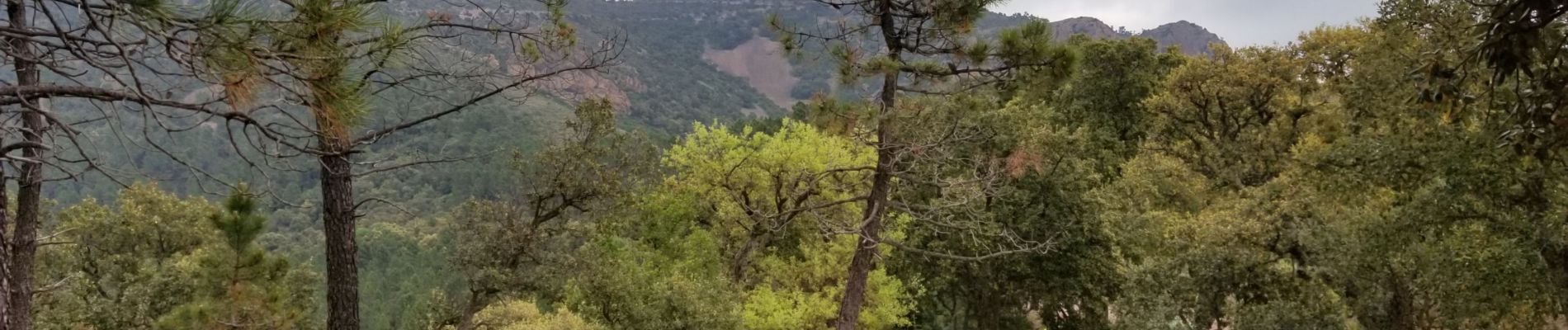 Excursión Senderismo Fréjus - Col du Testanier - le mont vinaigre - Photo