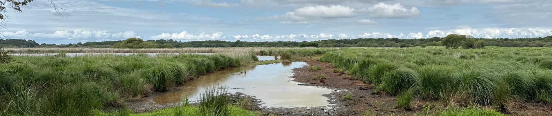 Trail Nordic walking Vendays-Montalivet - Marais de la Perge - Photo