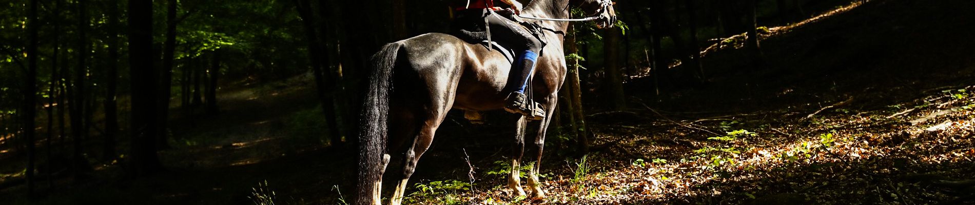 Trail Equestrian Libin - Chevauchée entre Lesse et Lomme - Photo