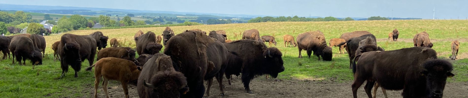 Tocht Stappen Bastenaken - Recogne, autour des Bisons - Photo