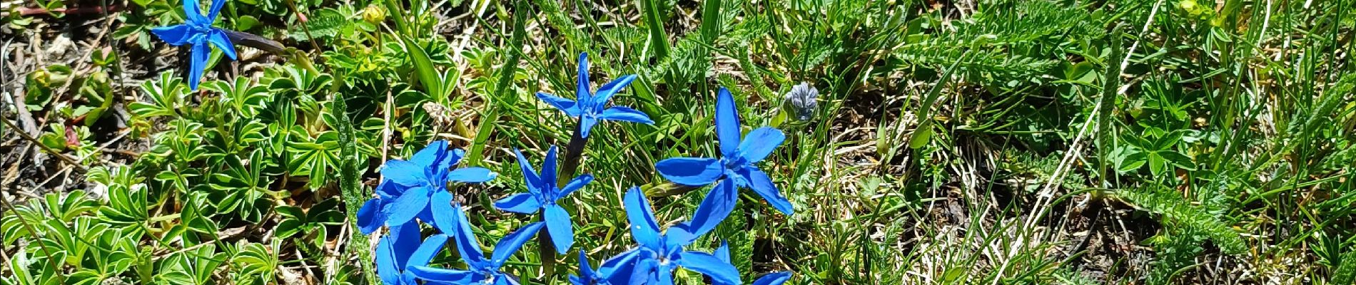 Tocht Stappen Valloire - plan Lachat - les Mottets -lac des Cerces  - Photo