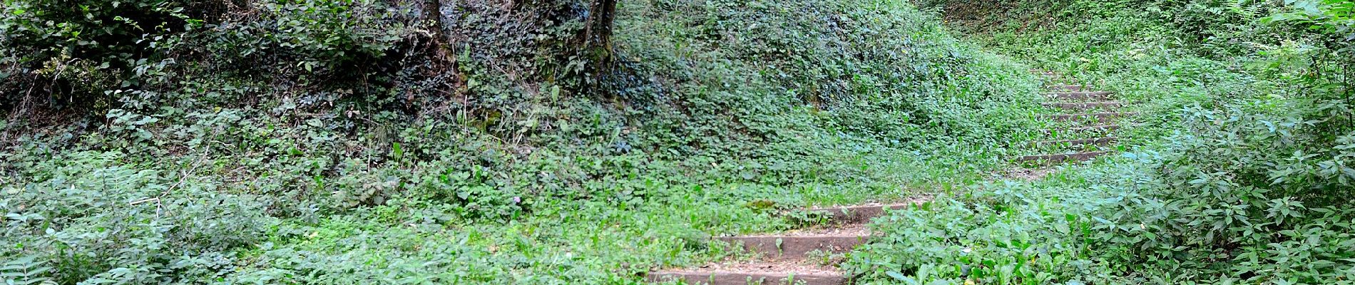 Percorso A piedi Piovene Rocchette - Sentiero dei Girolimini - Photo