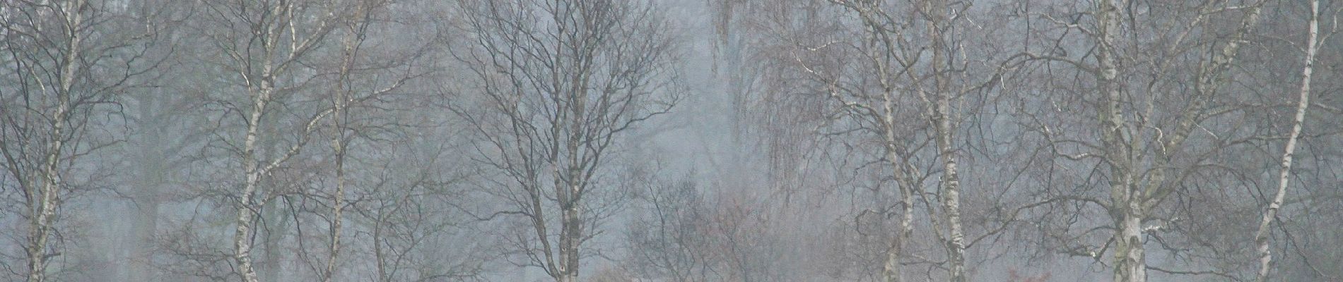 Randonnée A pied Henstedt-Ulzburg - Rundweg um Alsterniederung und Schlappenmoor - Photo