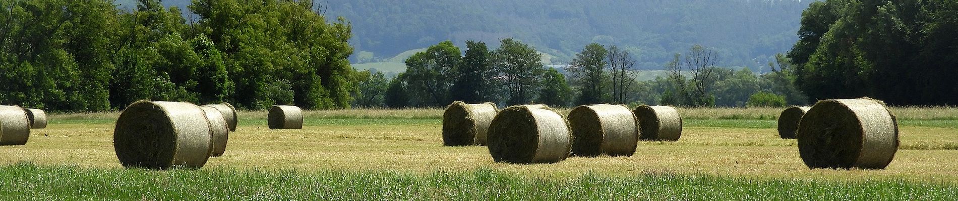 Tour Zu Fuß Morschen - Niederellenbach Rundweg N3 - Photo