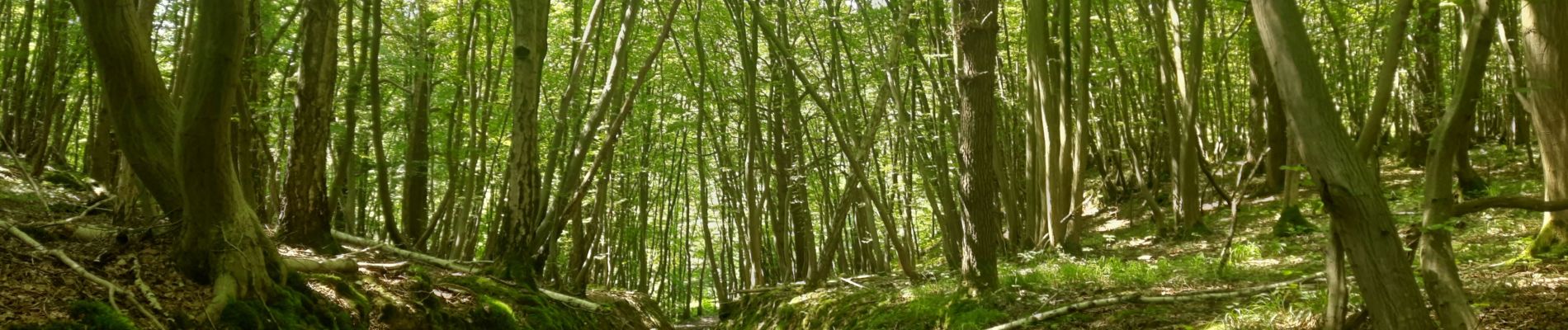 Tocht Stappen Anthisnes - Petit berleur  - Photo