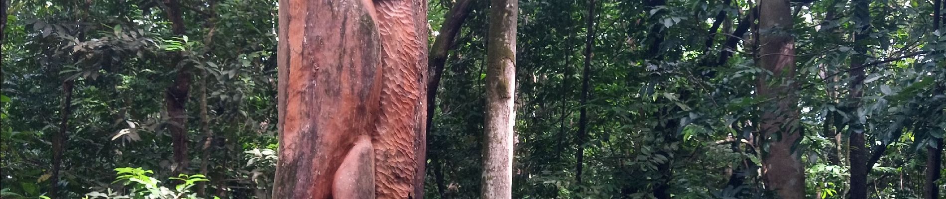 Randonnée Marche Sainte-Luce - Forêt de Montravail - Photo