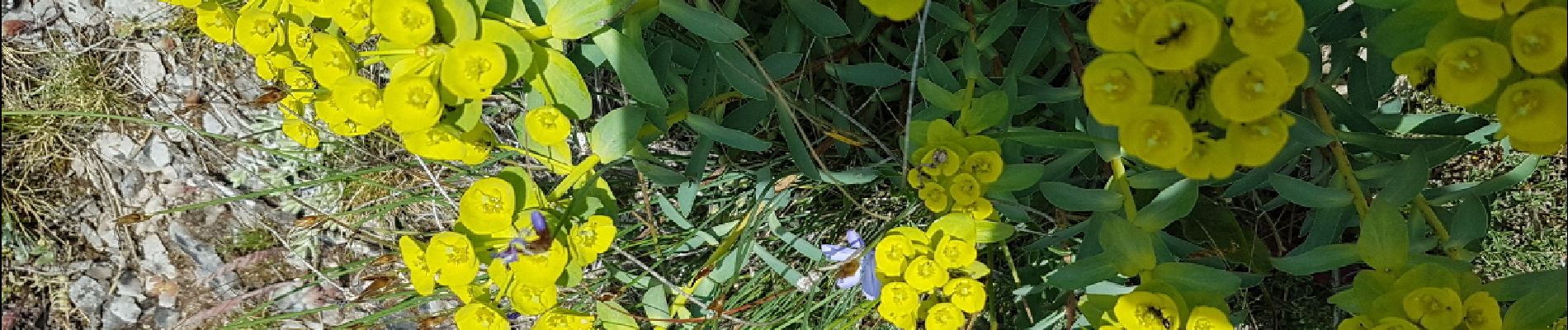 Randonnée Marche Saint-Pierre-de-la-Fage - St-Pierre-de-la-Fage Forêt de Parlatge - Photo