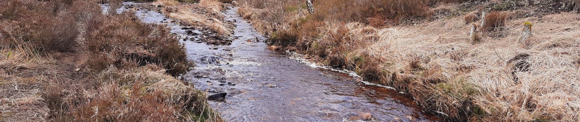 Tour Wandern Weismes - Sourbrodt - Photo