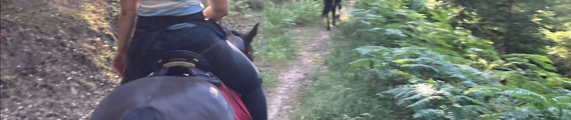 Trail Horseback riding Saint-Quirin - A la fraîche  - Photo