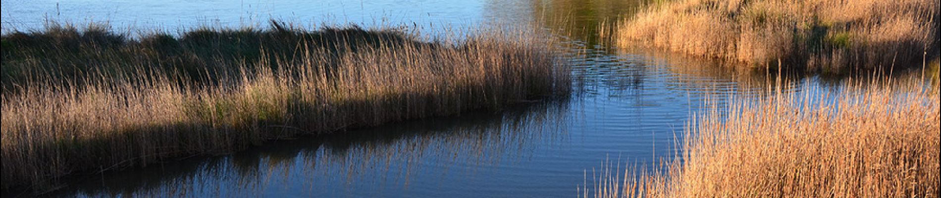 Trail Walking Fréjus - Etangs des Esclamandes et de Villepey - Photo