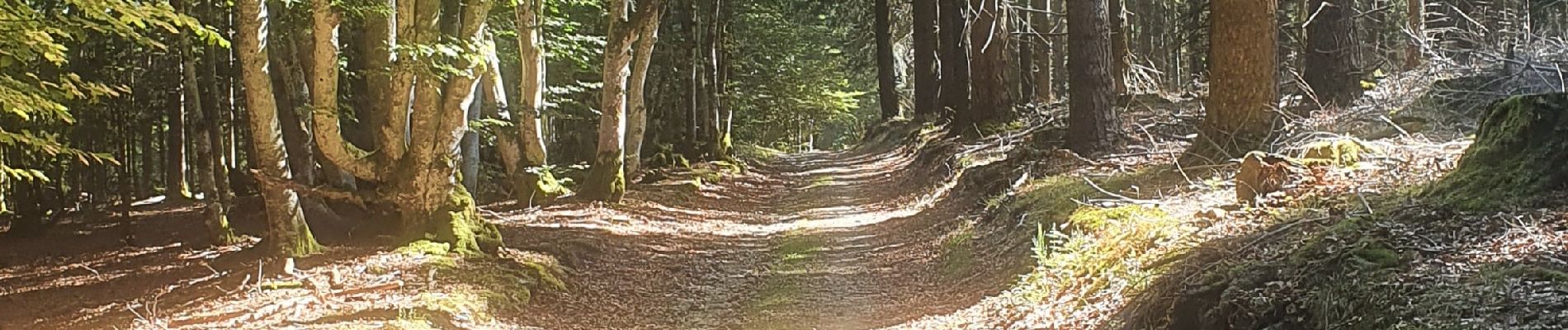 Randonnée Marche Saint-Nicolas-des-Biefs - st Nicolas des biens les Noes - Photo