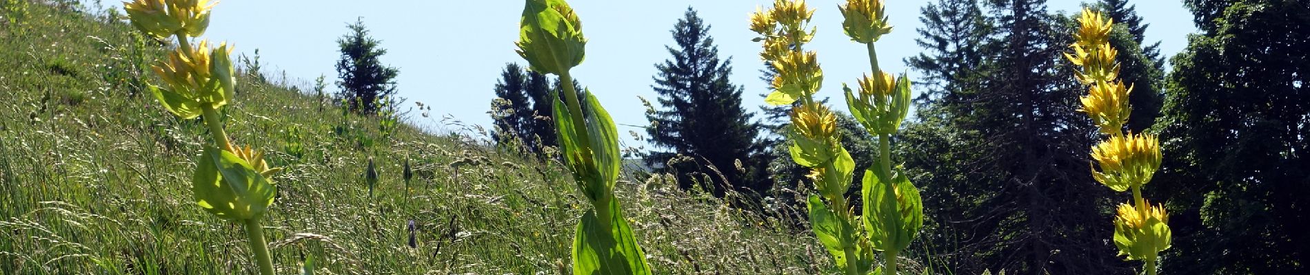 Tocht Stappen Saint-Pierre-de-Chartreuse - Peitt-Som-2022-06-19 - Photo