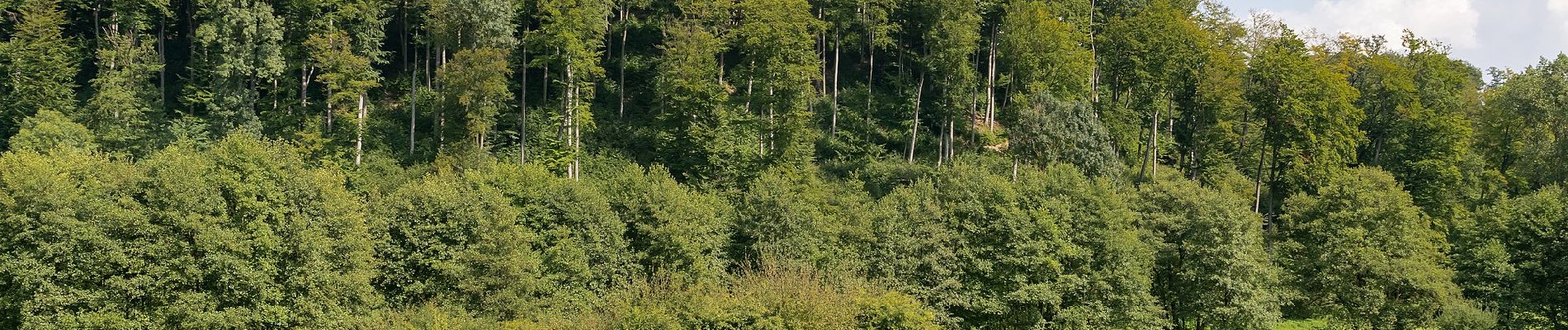 Tocht Te voet Lichtenau - Sirexen Rundweg A9 - Photo