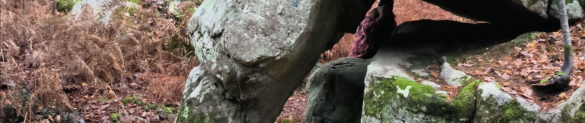 Tocht Stappen Fontainebleau - maison forestière Bois le roi 1er décembre 2023 - Photo