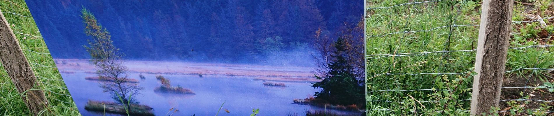 Tour Wandern Steinbiedersdorf - expo nature Faulquemont  - Photo