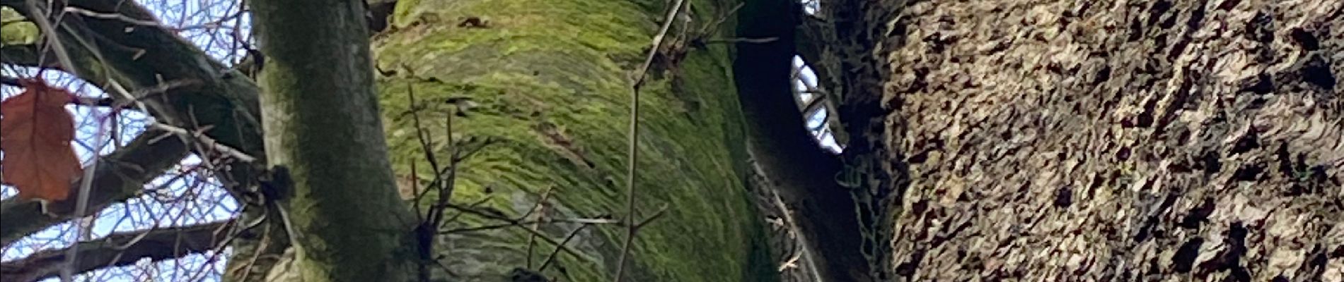 Tour Wandern Gerpinnes - Première de février  - Photo