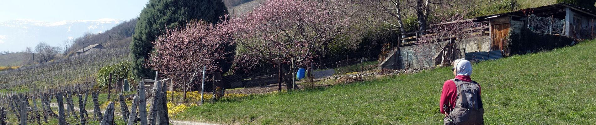 Tour Wandern Arbin - Arbin-Cruet-2021-03-23 - Photo