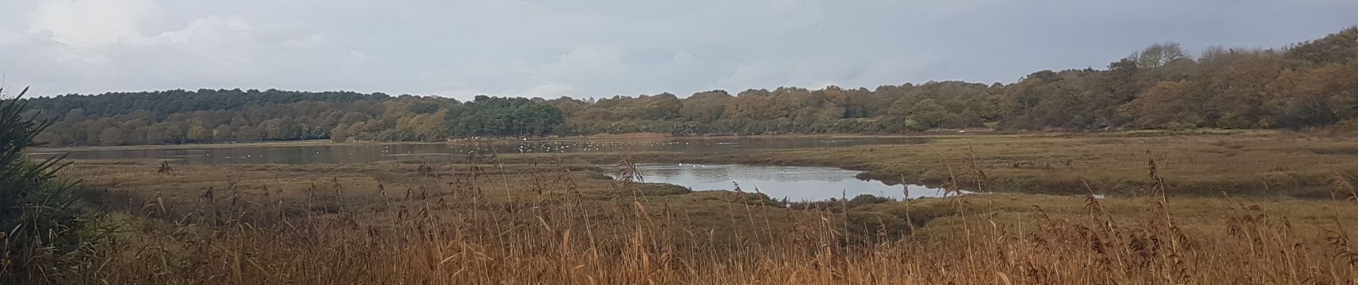 Randonnée Marche Baden - 20191121CAA LE. GOLF BADEN LE BONO - Photo