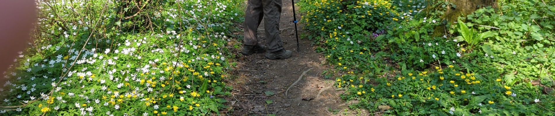 Tour Wandern Mézières-sur-Couesnon - Mezière sur Couesnon  - Photo