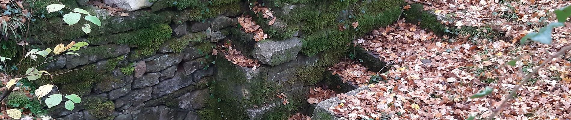 Excursión Bici de montaña Bologne - source de Méchineix - Photo