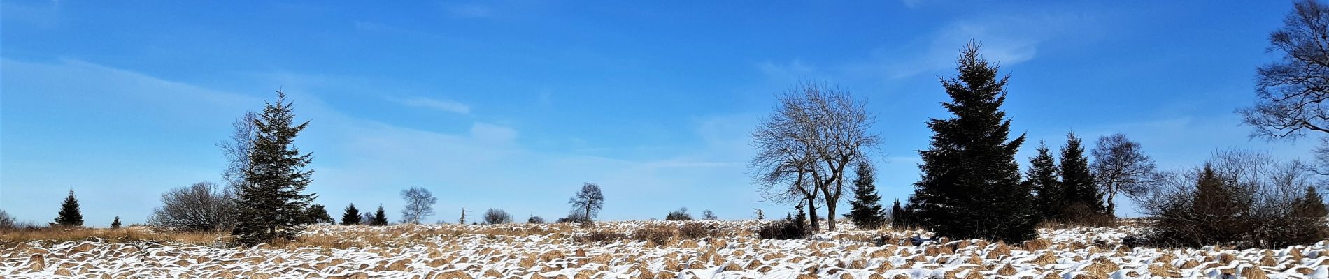 Tour Wandern Malmedy - Tourbière des Hautes Fagnes - Photo