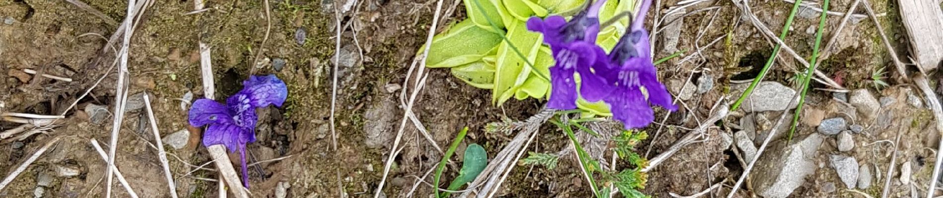 Randonnée Marche Arbéost - boucle au Soulor - Photo