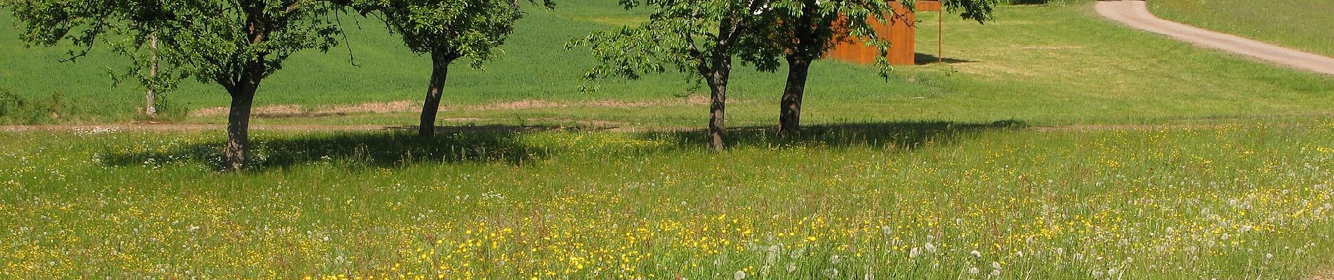 Tocht Te voet Mühlenbach - Panoramaweg Mühlenbach große Runde - Photo