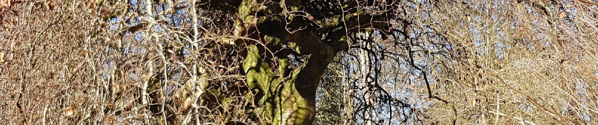 Tour Wandern Compiègne - de trean par ste corneil les bx monts le mt tremblé - Photo