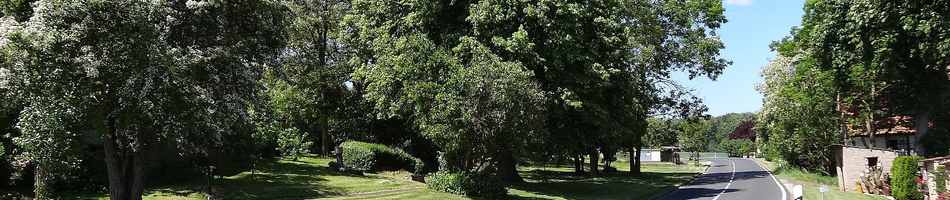 Percorso A piedi Nottertal-Heilinger Höhen - Rundweg Volkenrodaer Wald - Photo