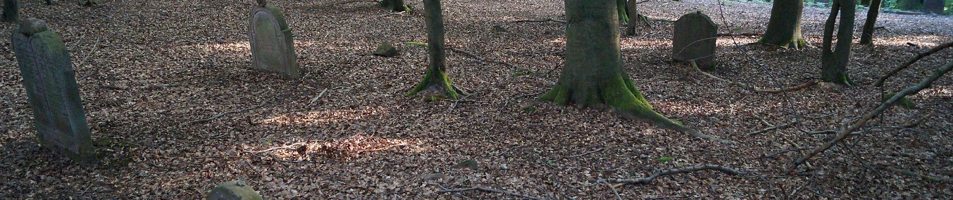 Percorso A piedi Gründau - Rundwanderweg 