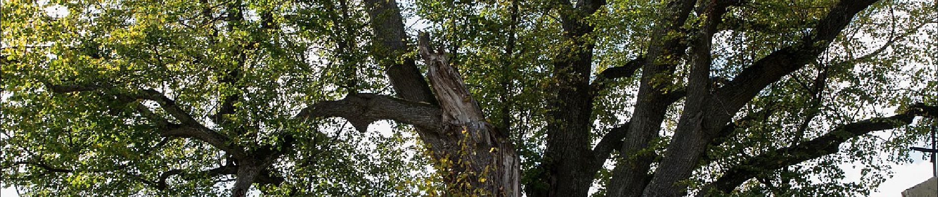 Tour Zu Fuß Schäffern - Rundwanderweg vom Berghotel Ocherbauer (blau) - Photo