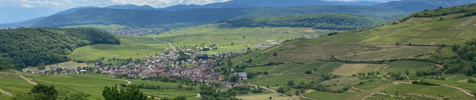 Randonnée Marche Rouffach - 22 06 01 VTM au dessus de Rouffach  - Photo