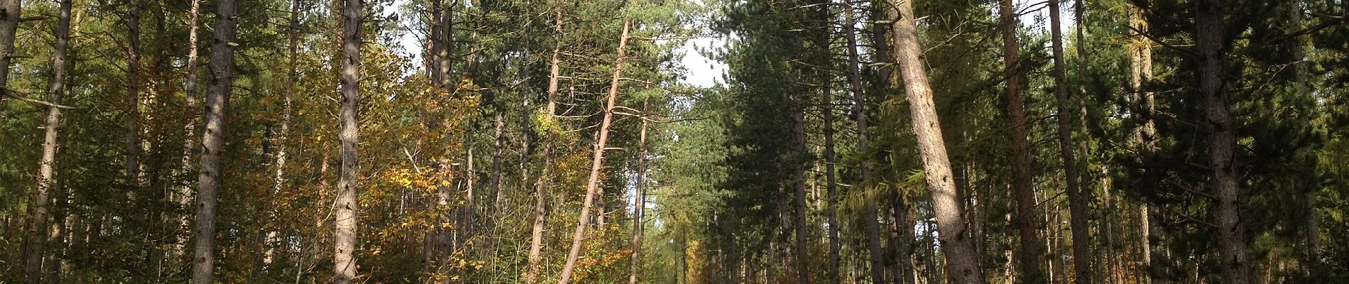 Tour Zu Fuß Zierenberg - Zierenberg, Rundweg 5 - Photo