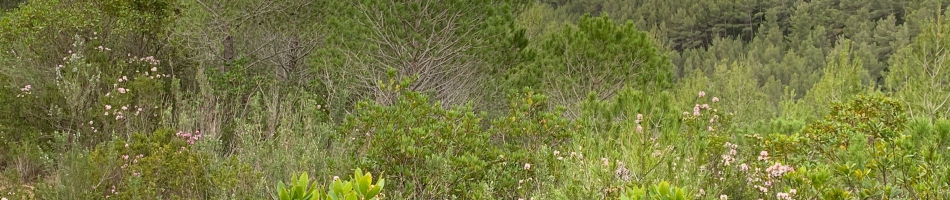 Trail Walking Évenos - La loisianne pins et tamaris Fred - Photo