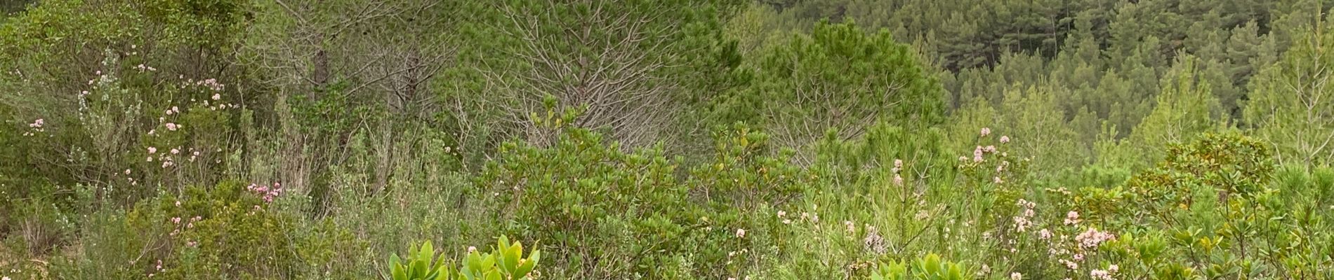 Tour Wandern Évenos - La loisianne pins et tamaris Fred - Photo