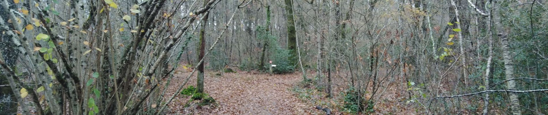 Randonnée Marche Pessac - Gazinet-Chemin  - Photo