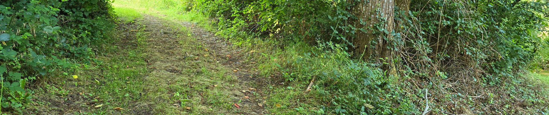 Trail Walking Nogent-le-Bernard - Nogent-le-Bernard - Menhir de Courtevrais - Photo